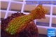 Montipora red fire forest 2-3 cm WYSIWYG acclimaté