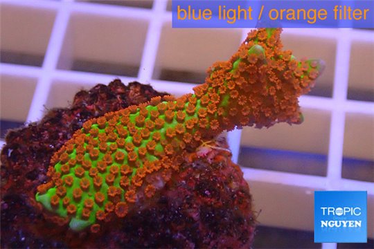 Montipora red fire forest 2-3 cm WYSIWYG acclimaté