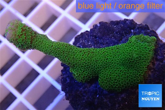 Montipora digitata green 3-4 cm WYSIWYG acclimaté