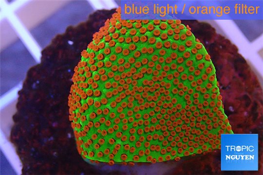 Montipora sunrise 3-5 cm WYSIWYG acclimaté