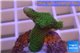 Montipora digitata green 3-4 cm WYSIWYG acclimaté