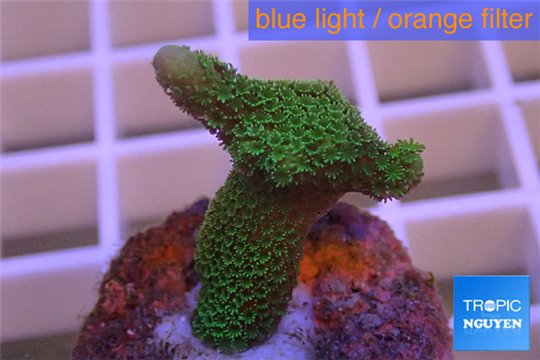 Montipora digitata green 3-4 cm WYSIWYG acclimaté