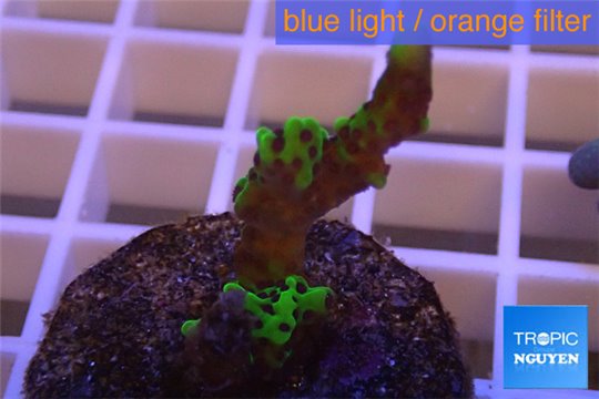 Montipora green & purple polyps 2-3 cm WYSIWYG acclimaté