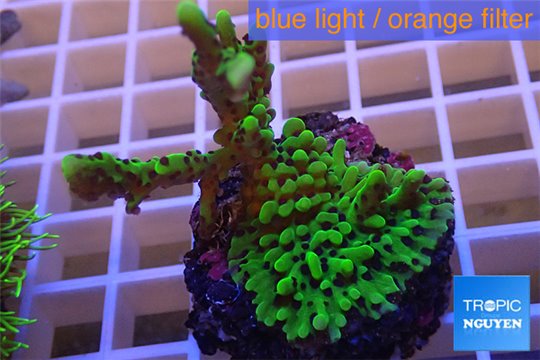 Montipora green & purple polyps 3-4 cm WYSIWYG acclimaté