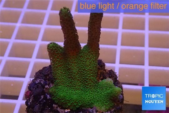 Montipora digitata green 3-4 cm WYSIWYG acclimaté