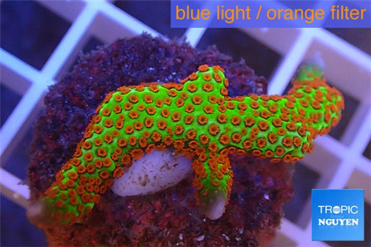 Montipora red fire forest 2-4 cm WYSIWYG acclimaté