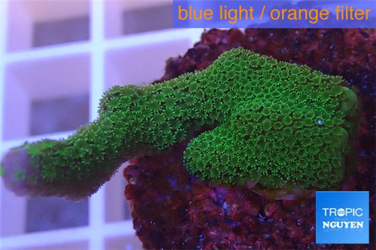 Montipora digitata green 3-4 cm WYSIWYG acclimaté