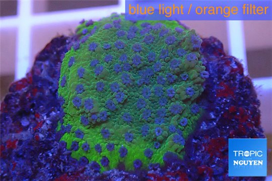 Montipora purple blue polyps Fijii 2-3 cm WYSIWYG acclimaté