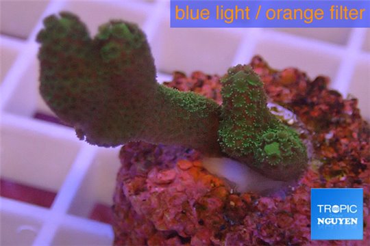 Montipora digitata green 2-3 cm WYSIWYG acclimaté