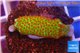 Montipora red fire forest 2-4 cm WYSIWYG acclimaté