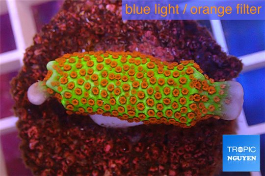 Montipora red fire forest 2-4 cm WYSIWYG acclimaté