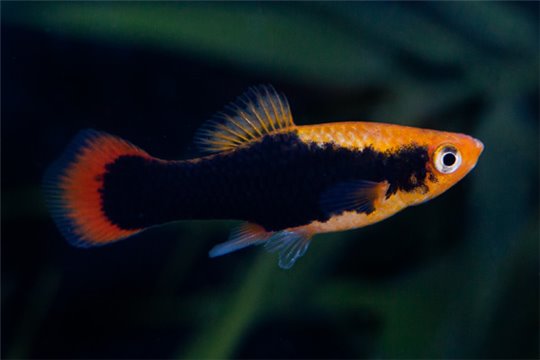 Platy orange tuxedo 3-3,5 cm