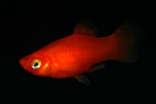 Platy rouge - L