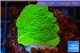 Montipora green plate 2-4 cm WYSIWYG acclimaté