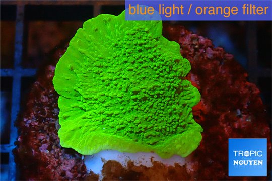 Montipora green plate 2-4 cm WYSIWYG acclimaté