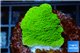 Montipora green plate 2-4 cm WYSIWYG acclimaté