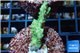 Acropora green gold Australia 3-4 cm WYSIWYG acclimaté