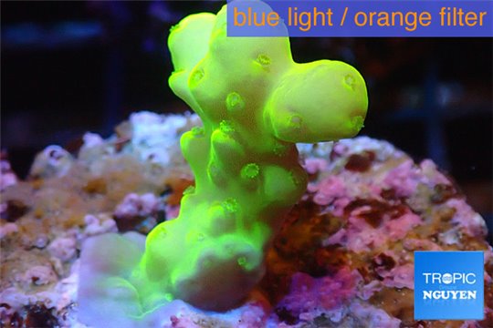 Acropora golden neon Australia 3-4 cm WYSIWYG acclimaté