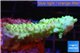 Acropora green gold Australia 3-4 cm WYSIWYG acclimaté