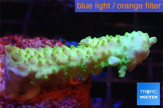 Acropora green gold Australia 3-4 cm WYSIWYG acclimaté