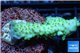 Acropora green gold Australia 3-4 cm WYSIWYG acclimaté