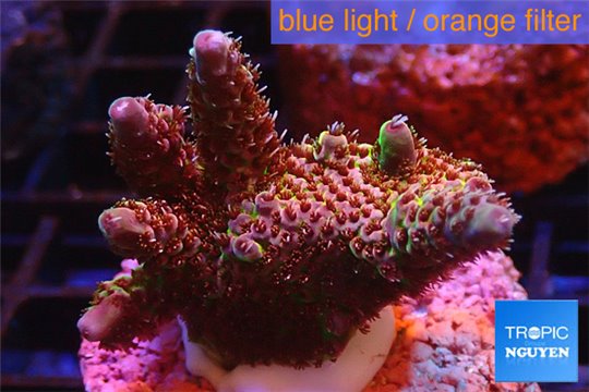 Acropora millepora rainbow premium 2-4 cm WYSIWYG acclimaté