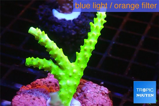 Acropora neon green 3-5 cm WYSIWYG acclimaté