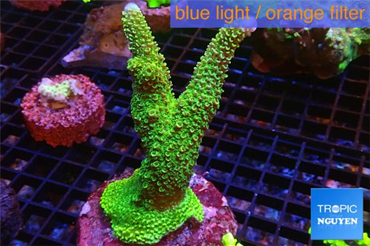 Acropora robusta green Indonesia 7-10 cm WYSIWYG acclimaté