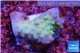 Acropora green gold Australia 2 cm WYSIWYG acclimaté