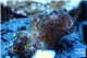 Pocillopora damicormis 1-2 cm WYSIWYG acclimaté