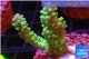 Acropora green gold Australia 3-4 cm WYSIWYG acclimaté