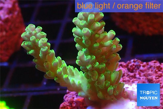 Acropora green gold Australia 3-4 cm WYSIWYG acclimaté