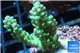 Acropora green gold Australia 3-4 cm WYSIWYG acclimaté