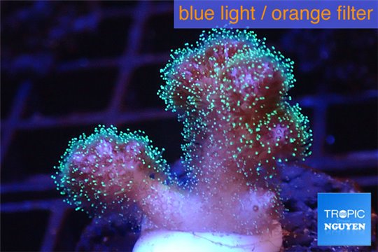 Pocillopora damicormis 1-2 cm WYSIWYG acclimaté