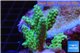 Acropora green gold Australia 4-5 cm WYSIWYG acclimaté