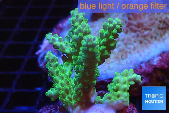 Acropora green gold Australia 4-5 cm WYSIWYG acclimaté