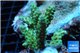 Acropora green gold Australia 4-5 cm WYSIWYG acclimaté