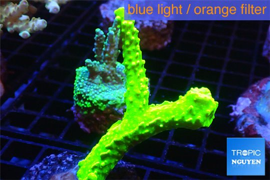 Acropora neon green 4-5 cm WYSIWYG acclimaté