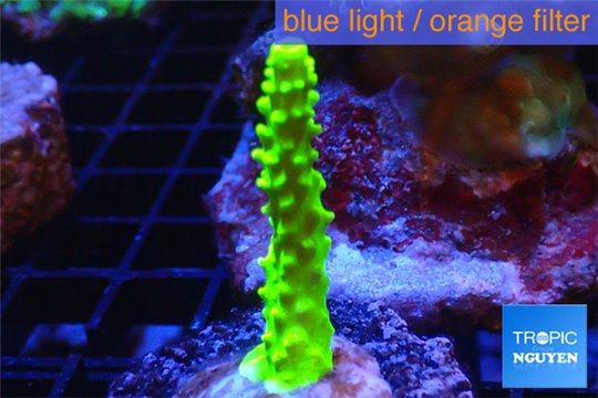 Acropora neon green 2-3 cm WYSIWYG acclimaté