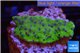 Montipora purple blue polyps Fijii 2-3 cm WYSIWYG acclimaté