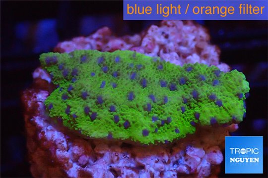 Montipora purple blue polyps Fijii 2-3 cm WYSIWYG acclimaté