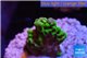 Montipora green & purple polyps 2 cm WYSIWYG acclimaté