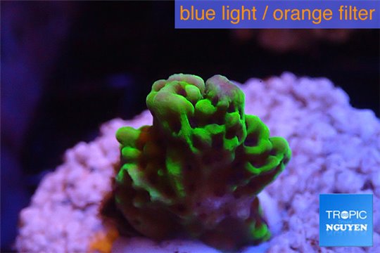 Montipora green & purple polyps 2 cm WYSIWYG acclimaté