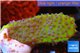 Montipora purple blue polyps Fijii 2-3 cm WYSIWYG acclimaté