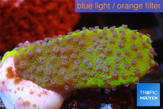 Montipora purple blue polyps Fijii 2-3 cm WYSIWYG acclimaté