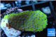 Montipora purple blue polyps Fijii 2-3 cm WYSIWYG acclimaté