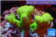 Acropora golden neon Australia 3-4 cm WYSIWYG acclimaté