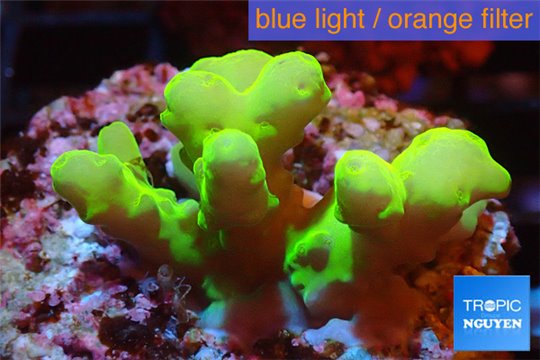 Acropora golden neon Australia 3-4 cm WYSIWYG acclimaté