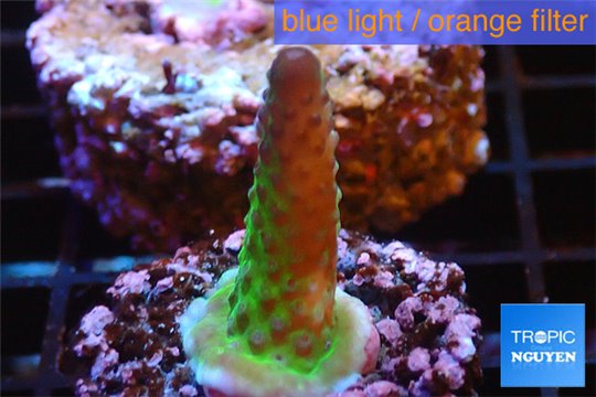 Acropora humilis purple green 2-3 cm WYSIWYG acclimaté