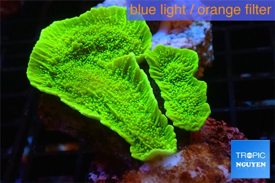 Montipora green plate 4-5 cm WYSIWYG acclimaté